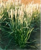 Psyllium
